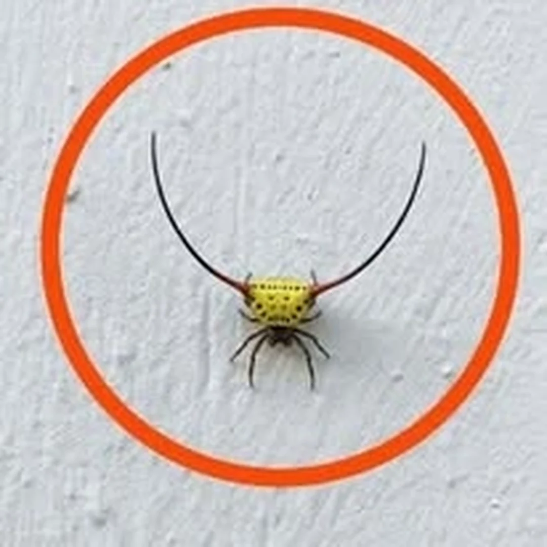 Araña amarilla con dos espinas negras extremadamente largas y curvas.