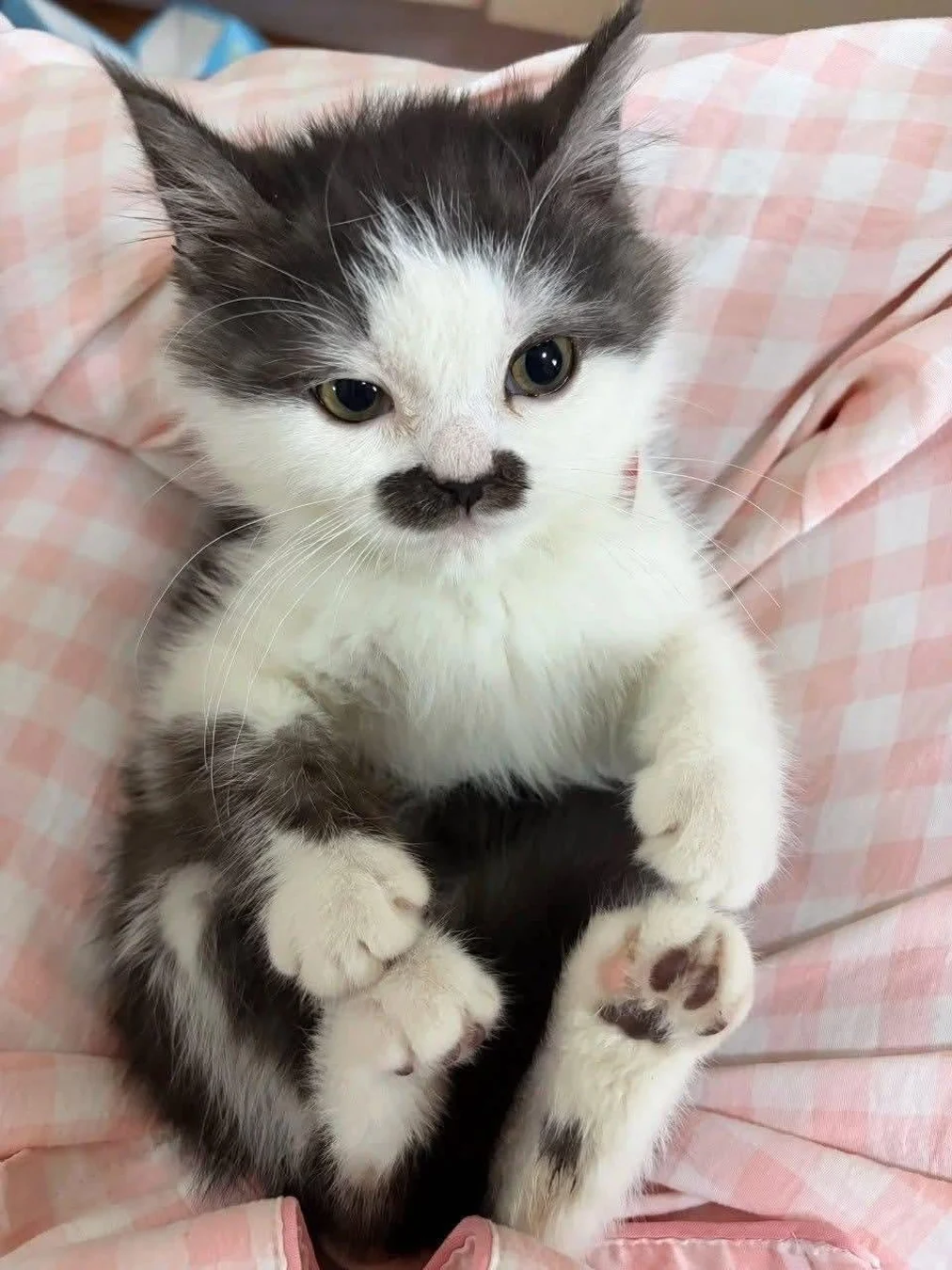 Un gatito blanco y negro recostado sobre una tela a cuadros.