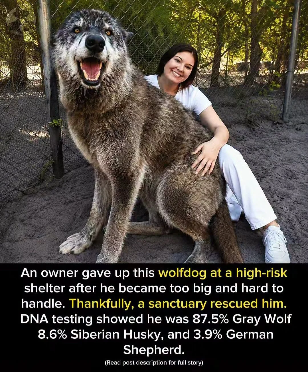 Yuki, un perro lobo de gran tamaño, junto a una cuidadora del santuario.